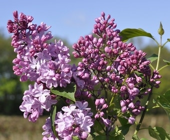 Sering (Syringa vulgaris hyacinthiflora 'Esther Staley')