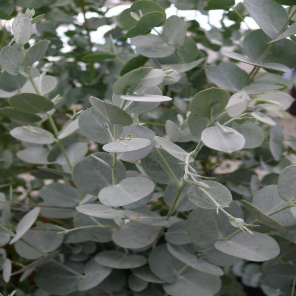 Eucalyptus gunnii 'Azura' (Winterharde Eucalyptus)