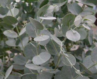 Winterharde Eucalyptus (Eucalyptus gunnii 'Azura')