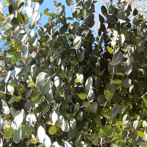 Elaeagnus ebbingei Olijfwilg meerstammig - Boomkwekerij en tuincentrum