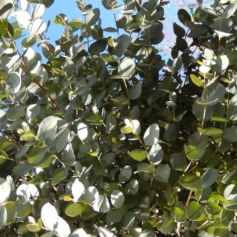 Elaeagnus ebbingei Olijfwilg meerstammig - Boomkwekerij en tuincentrum Elaeagnus ebbingei Olijfwilg meerstammig - Boomkwekerij en tuincentrum