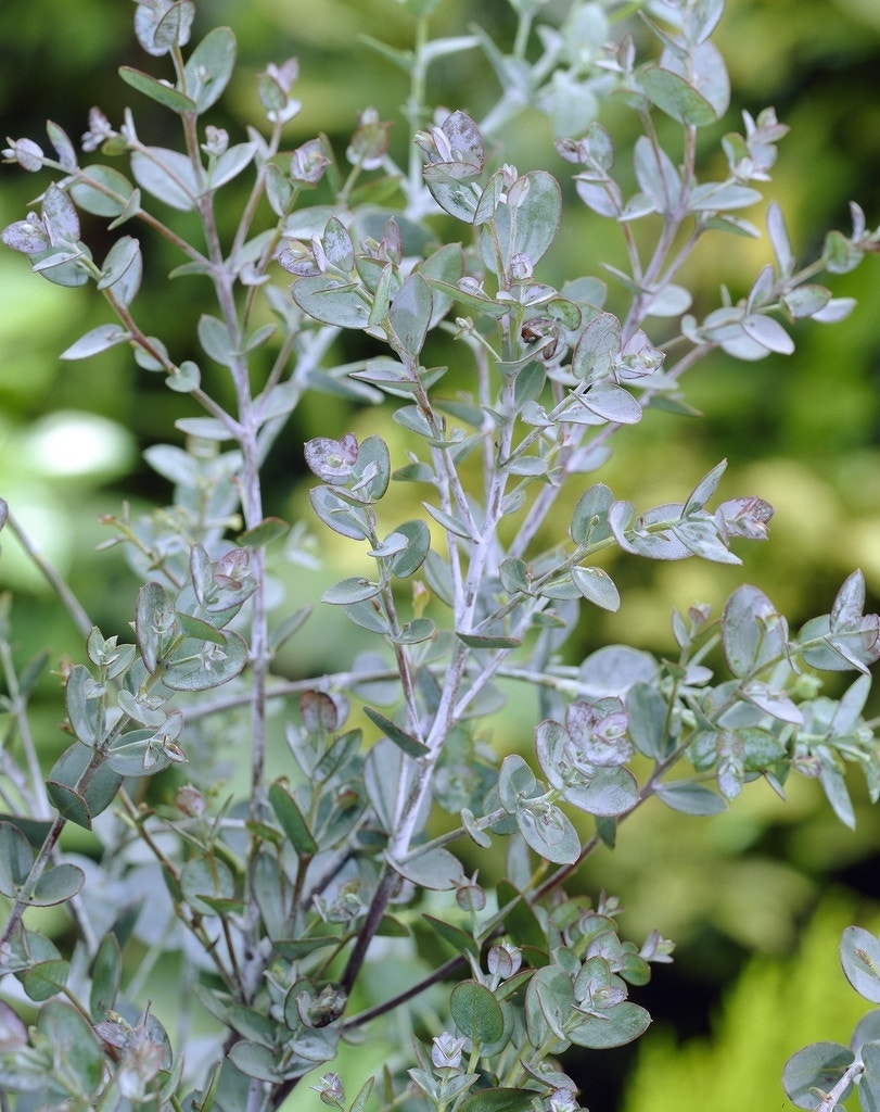 Eucalyptus gunnii