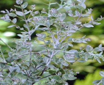Winterharde Gomboom (Eucalyptus gunnii)