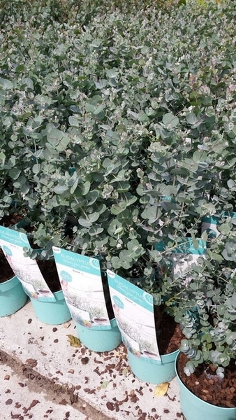 Sunny Tree Eucalyptus Gunnii 'Azura' plant 90 cm Winterhard Sunny Tree Eucalyptus Gunnii 'Azura' plant 90 cm Winterhard