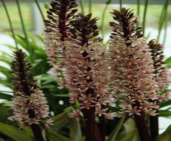 Ananasplant (Eucomis comosa 'Sparkling Rosy')