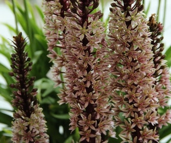 Ananasplant (Eucomis comosa 'Sparkling Rosy')