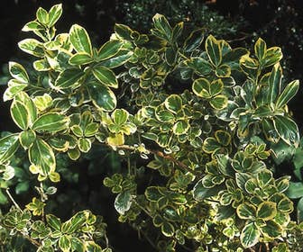 Kardinaalsmuts (Euonymus japonicus 'Albomarginatus')