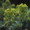 Wolfsmelk (Euphorbia martinii)