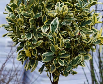 Kardinaalshoed op stam (Euonymus japonicus 'Bravo')