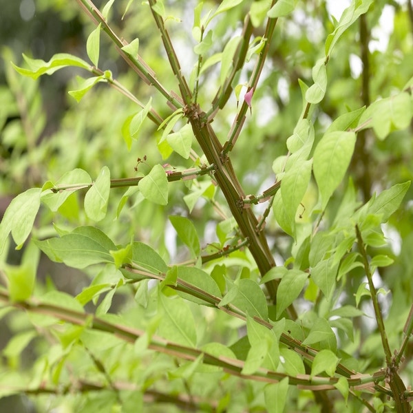Euonymus alatus
