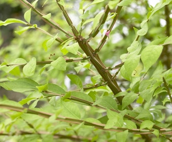 Kardinaalshoed (Euonymus alatus)