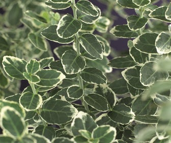 Kardinaalsmuts (Euonymus fortunei 'Emerald Gaiety')