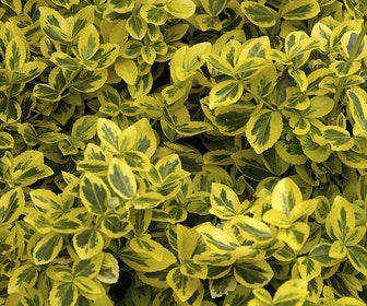 Kardinaalsmuts (Euonymus fortunei 'Emerald 'n Gold')