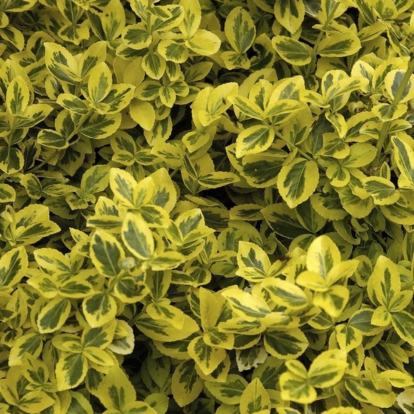 Euonymus europaeus (wilde kardinaalsmuts) - Roelands Boomkwekerijen BV Euonymus europaeus (wilde kardinaalsmuts) - Roelands Boomkwekerijen BV