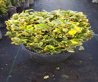Kardinaalshoed als bol (Euonymus japonicus 'Aureus')