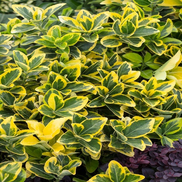 Euonymus japonicus 'Aureomarginatus'