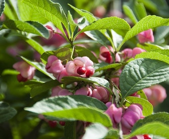 Kardinaalsmuts (Euonymus phellomanus)
