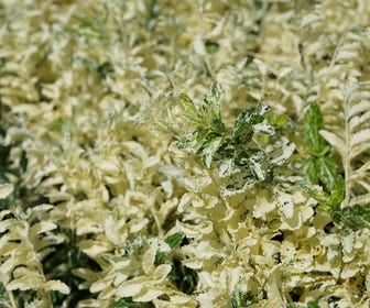 Kardinaalsmuts (Euonymus fortunei 'Harlequin')