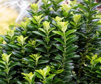 Kardinaalshoed (Euonymus japonicus 'Green Spire')