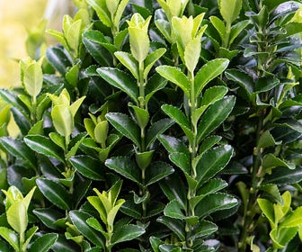 Kardinaalshoed (Euonymus japonicus 'Green Spire')