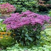 Leverkruid (Eupatorium 'Baby Joe')