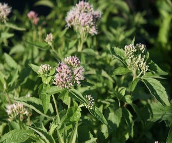 Leverkruid (Eupatorium cannabinum) BIO