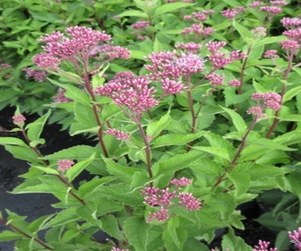 Leverkruid (Eupatorium maculatum 'Atropurpureum')