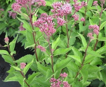 Leverkruid (Eupatorium maculatum 'Atropurpureum')