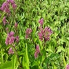 Leverkruid (Eupatorium maculatum  'JS Humble')