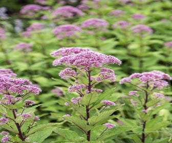 Leverkruid (Eupatorium purpureum)