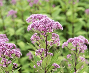 Leverkruid (Eupatorium purpureum)