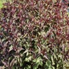 Leverkruid (Eupatorium rugosum 'Chocolate') BIO