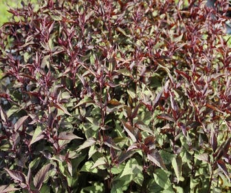 Leverkruid (Eupatorium rugosum 'Chocolate') BIO
