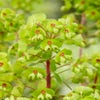 Wolfsmelk (Euphorbia amygdaloides 'Ascott Rainbow')
