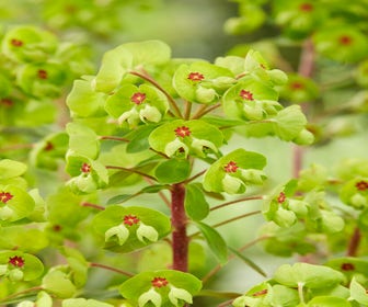 Wolfsmelk (Euphorbia amygdaloides 'Ascott Rainbow')