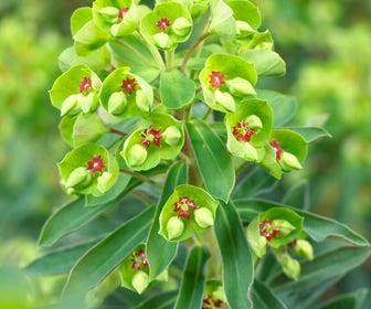 Wolfsmelk (Euphorbia 'Baby Charm')