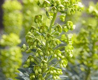 Wolfsmelk (Euphorbia characias)