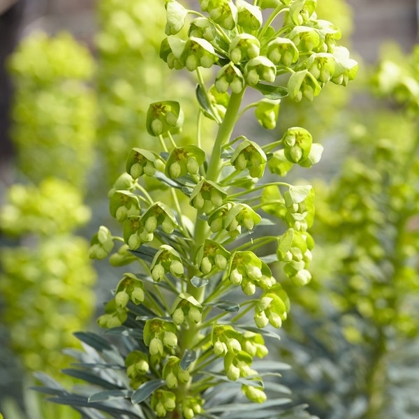 Wolfsmelk (Euphorbia characias)