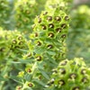 Wolfsmelk (Euphorbia characias 'Black Pearl')