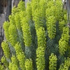 Wolfsmelk (Euphorbia characias wulfenii')