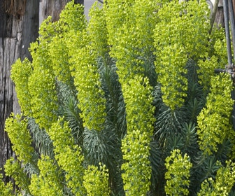 Wolfsmelk (Euphorbia characias wulfenii')