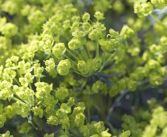 Wolfsmelk (Euphorbia cyparissias 'Clarice Howard')