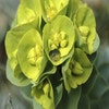 Wolfsmelk (Euphorbia myrsinites)