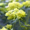 Wolfsmelk (Euphorbia polychroma)
