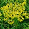 Wolfsmelk (Euphorbia schillingii)