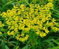 Wolfsmelk (Euphorbia schillingii)