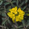 Wolfsmelk (Euphorbia polychroma 'Purpurea') Bio
