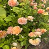 Eetbare roos (Rosa 'Eveline Wild') (BIO)
