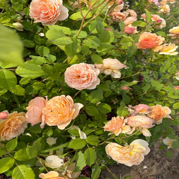 Eetbare roos (Rosa 'Eveline Wild') (BIO)