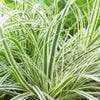 Zegge (Carex oshimensis 'Everest' )